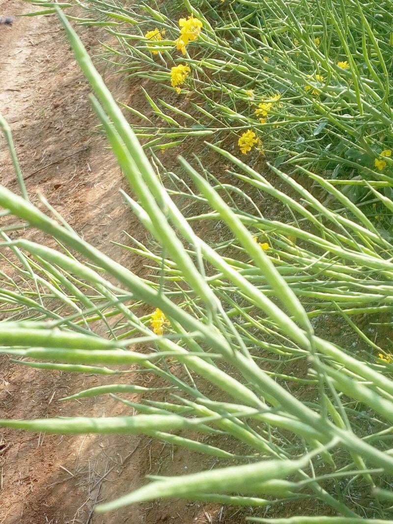 秦油十号油菜种子甘蓝型油菜籽高产抗寒可榨油食用高出油率高