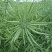黄金油1号黄油油菜种籽子早熟高产抗病抗倒伏耐寒非转基因