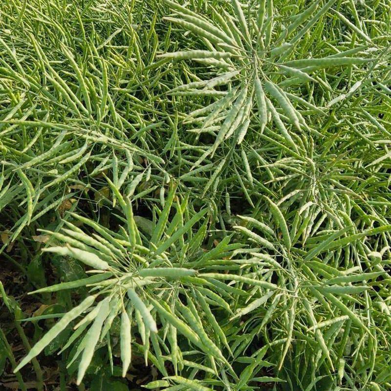 黄金油1号黄油油菜种籽子早熟高产抗病抗倒伏耐寒非转基因