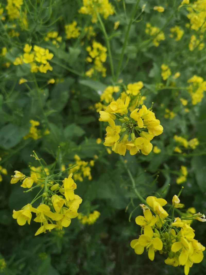黄金油1号黄油油菜种籽子早熟高产抗病抗倒伏耐寒非转基因