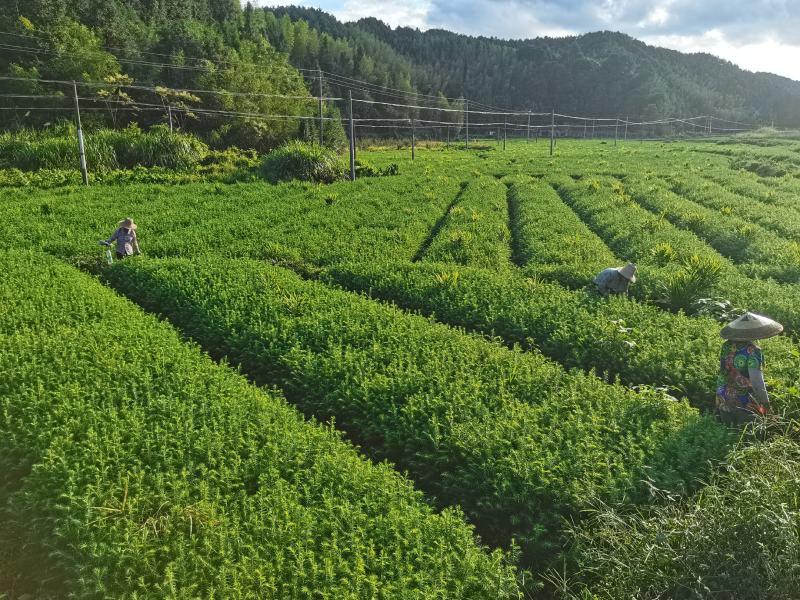 2025年杉树苗大量出售25高至60高的一年杉树苗