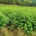 2025年杉树苗大量出售25高至60高的一年杉树苗