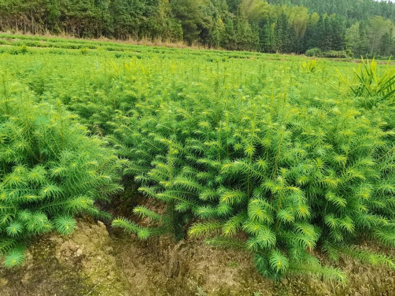 2025年杉树苗大量出售25高至60高的一年杉树苗
