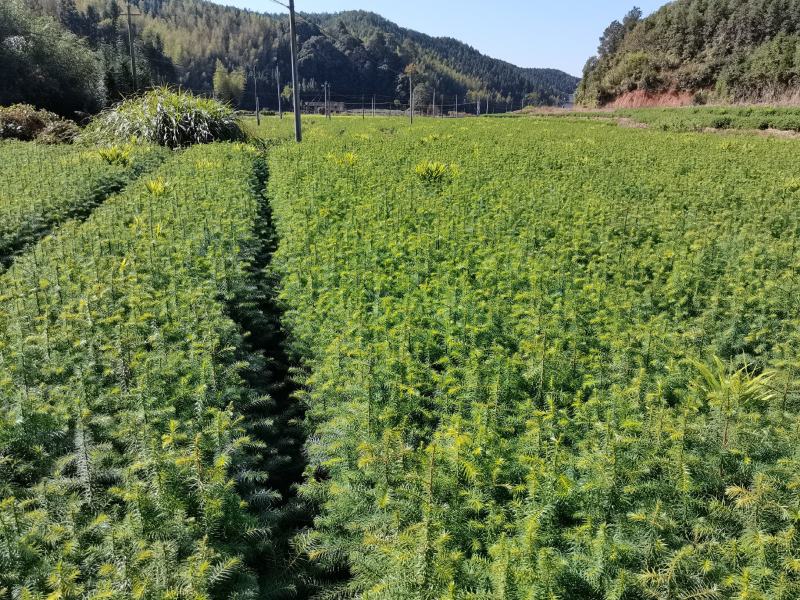 2025年杉树苗大量出售25高至60高的一年杉树苗