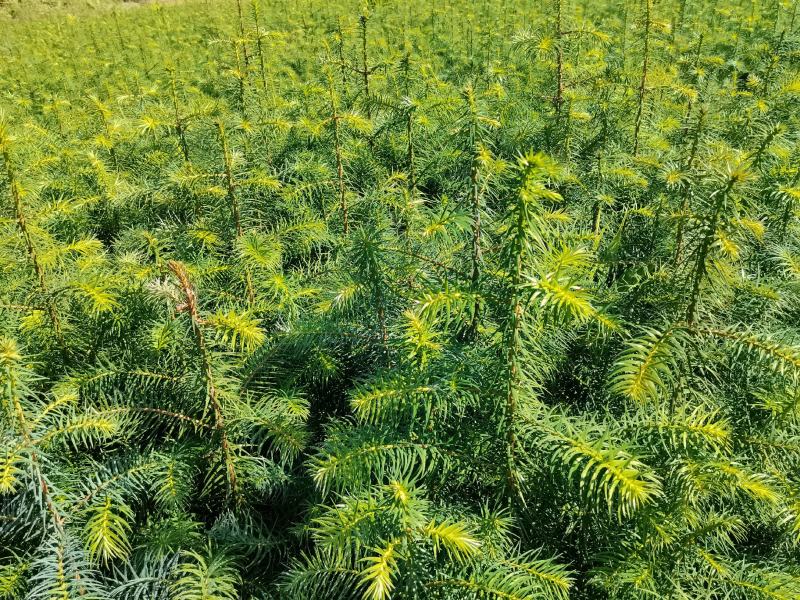 2025年杉树苗大量出售25高至60高的一年杉树苗