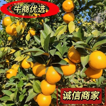 广西崇左市扶绥县红江橙大量供应，需要的老板联系我..