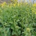 南马滁核杂1号油菜种籽子甘蓝型大籽油菜籽耐寒农家大田秋播