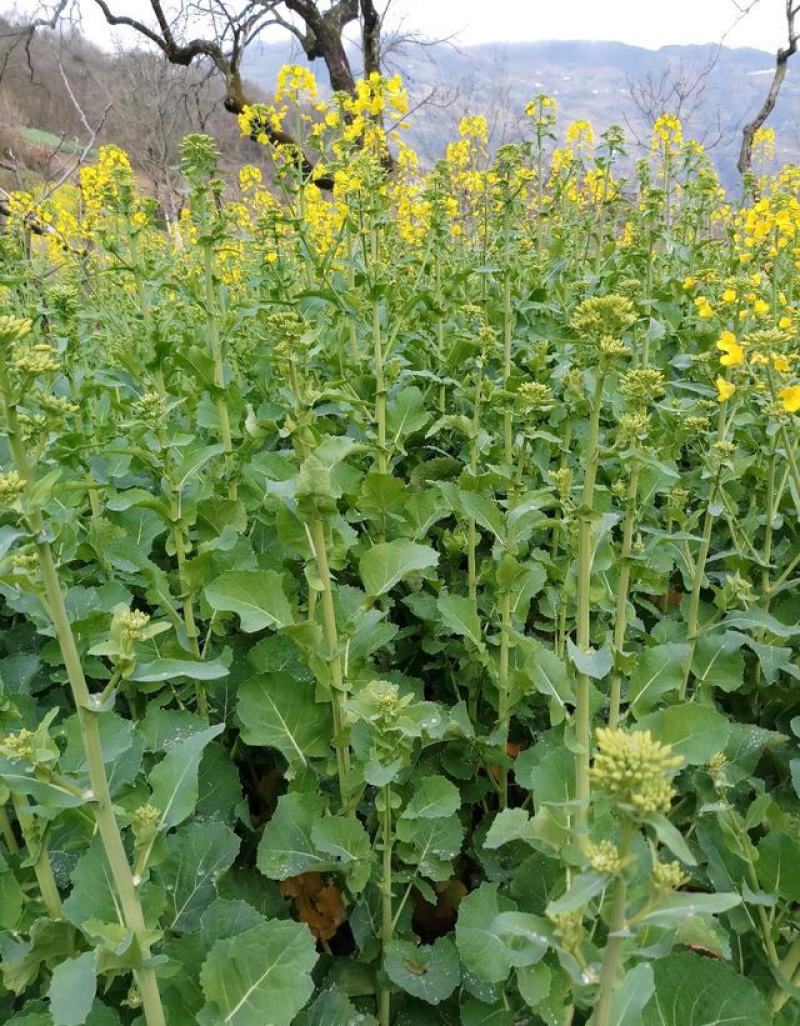 南马滁核杂1号油菜种籽子甘蓝型大籽油菜籽耐寒农家大田秋播