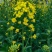 南马滁核杂1号油菜种籽子甘蓝型大籽油菜籽耐寒农家大田秋播