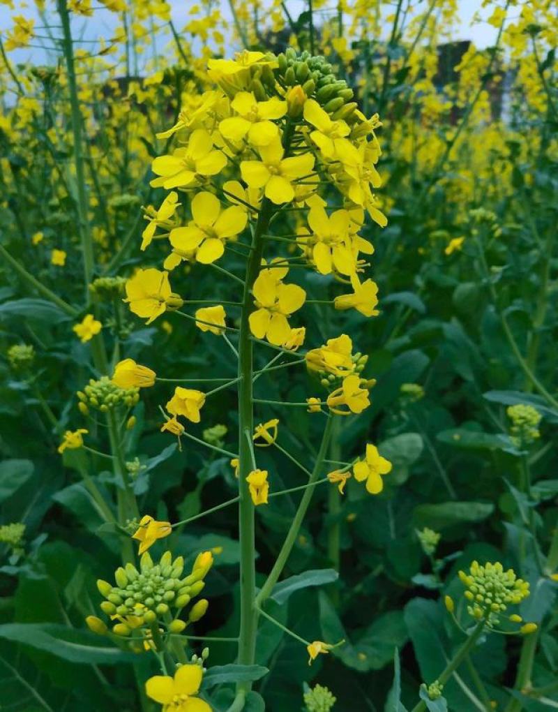 南马滁核杂1号油菜种籽子甘蓝型大籽油菜籽耐寒农家大田秋播