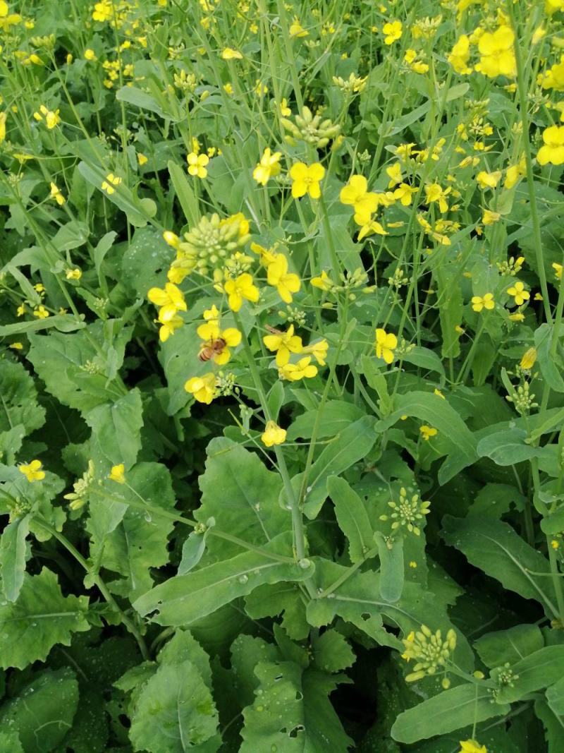 南马滁核杂1号油菜种籽子甘蓝型大籽油菜籽耐寒农家大田秋播