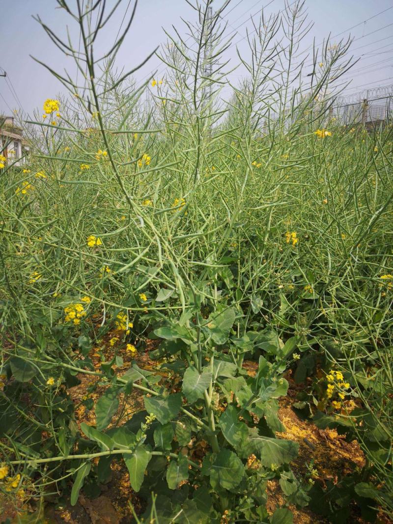 南马滁核杂1号油菜种籽子甘蓝型大籽油菜籽耐寒农家大田秋播
