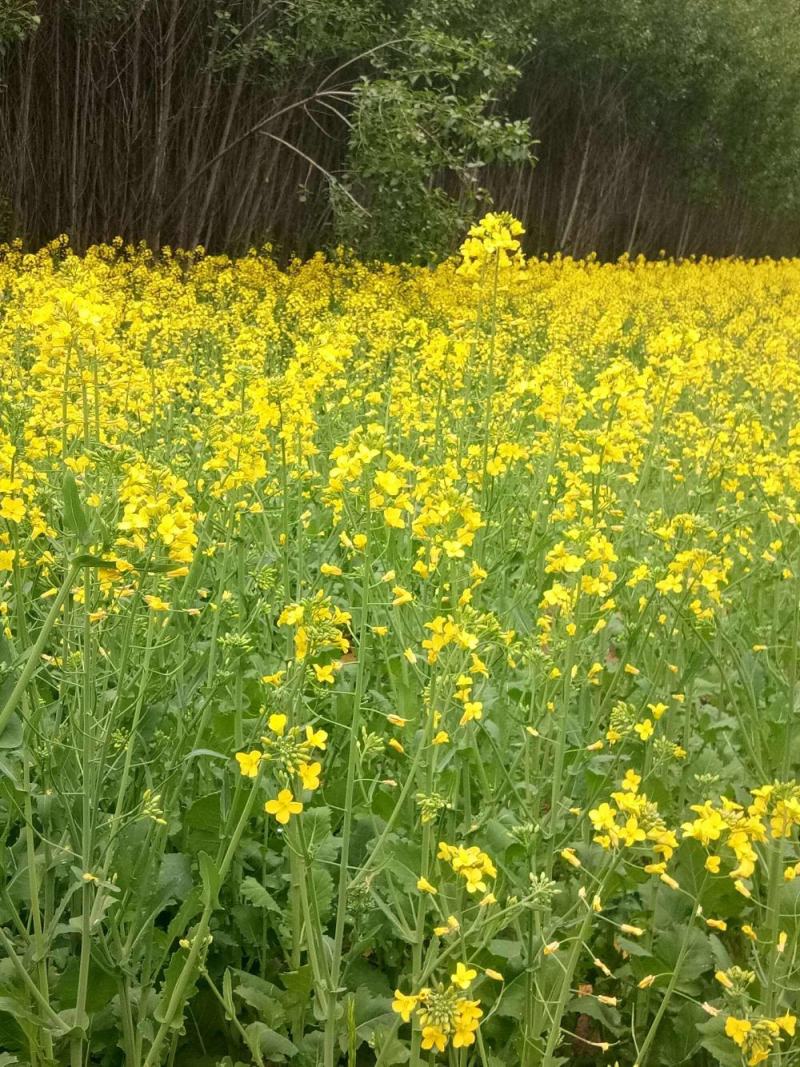 南马滁核杂1号油菜种籽子甘蓝型大籽油菜籽耐寒农家大田秋播