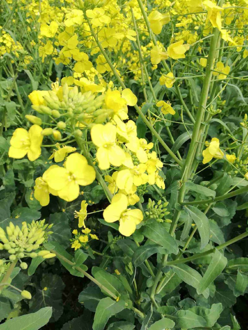 南马滁核杂1号油菜种籽子甘蓝型大籽油菜籽耐寒农家大田秋播