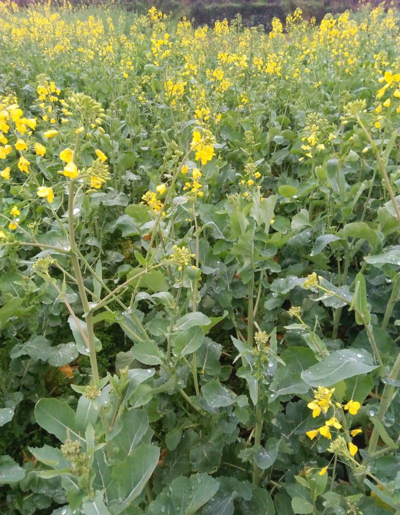 南马滁核杂1号油菜种籽子甘蓝型大籽油菜籽耐寒农家大田秋播
