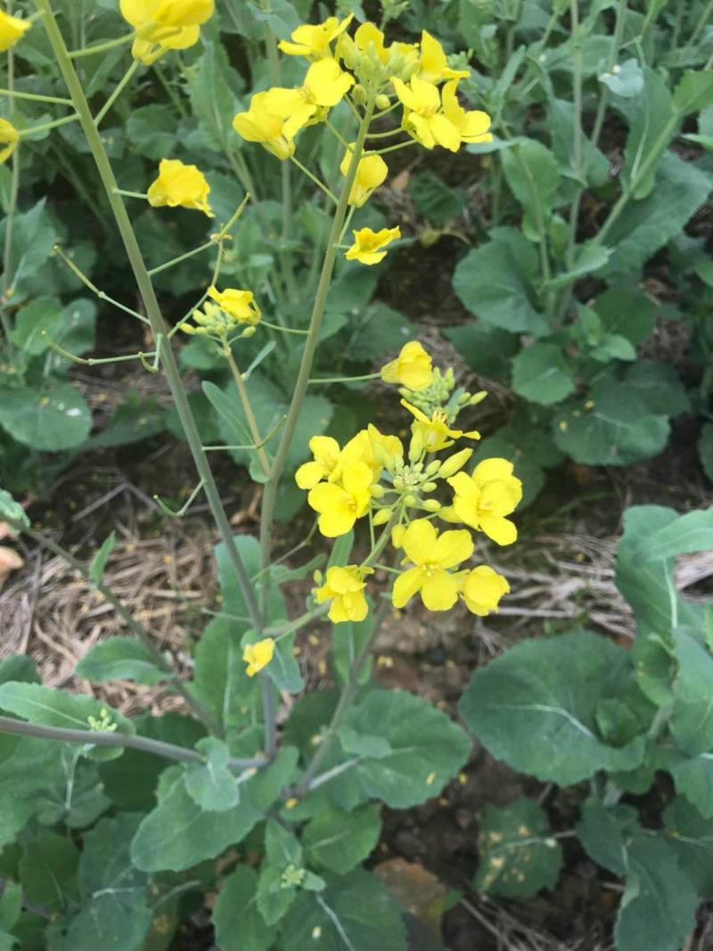 南马滁核杂1号油菜种籽子甘蓝型大籽油菜籽耐寒农家大田秋播