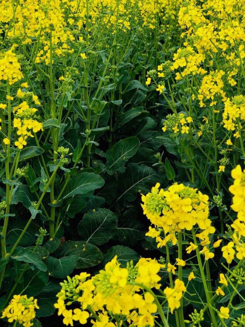 南马滁核杂1号油菜种籽子甘蓝型大籽油菜籽耐寒农家大田秋播