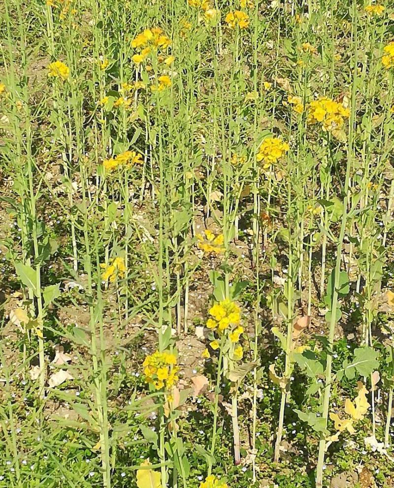 南马滁核杂1号油菜种籽子甘蓝型大籽油菜籽耐寒农家大田秋播