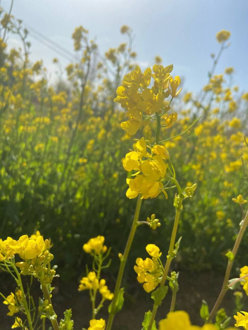 矮油酷999油菜籽种子高产高油矮杆实心杆抗倒油菜子籽种孑