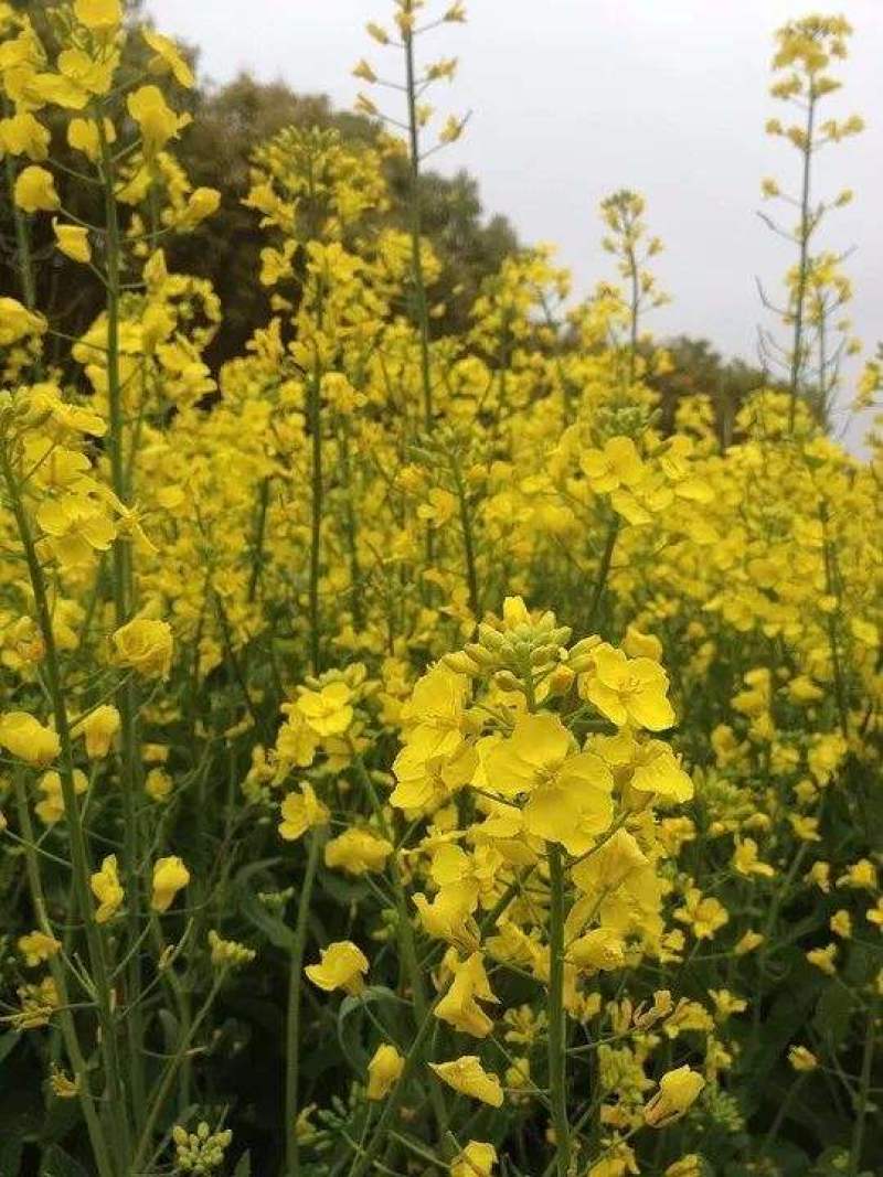 龙盛佳油1号油菜籽种子高产炸油耐寒早熟油菜籽出油高油菜花