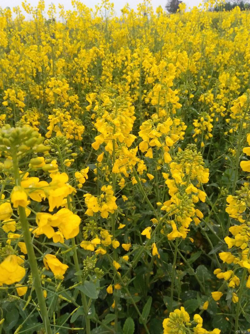 龙盛佳油1号油菜籽种子高产炸油耐寒早熟油菜籽出油高油菜花