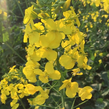 正油1号油菜种子矮杆高产德油芸苔子油菜花种子榨油食用