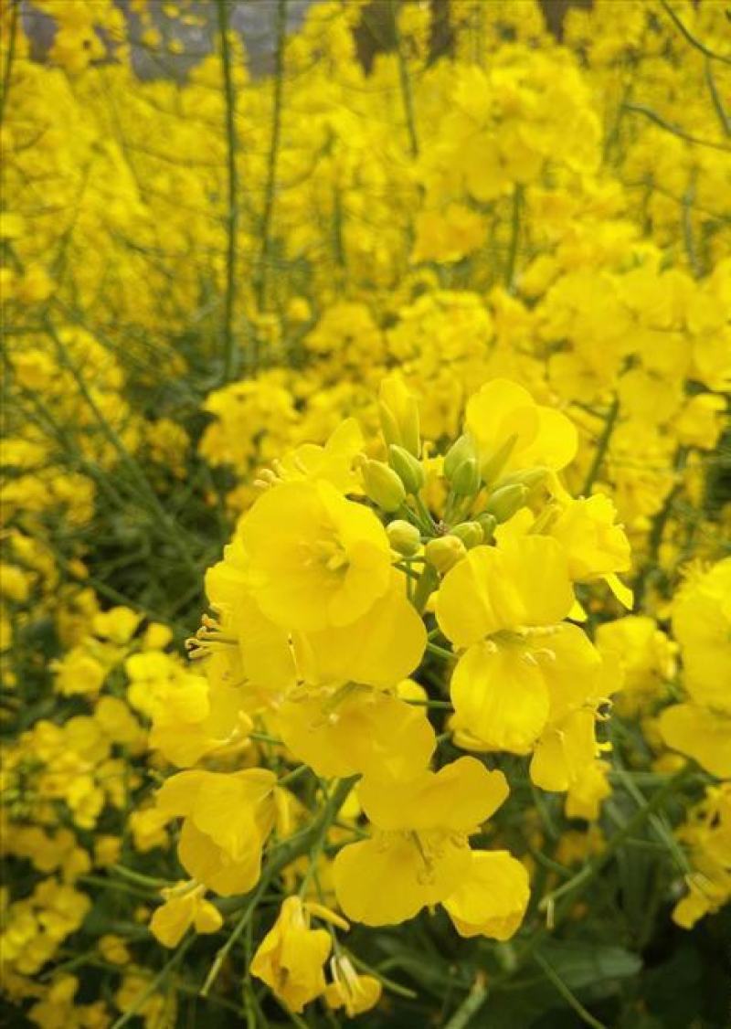 正油1号油菜种子矮杆高产德油芸苔子油菜花种子榨油食用