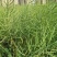 正油1号油菜种子矮杆高产德油芸苔子油菜花种子榨油食用