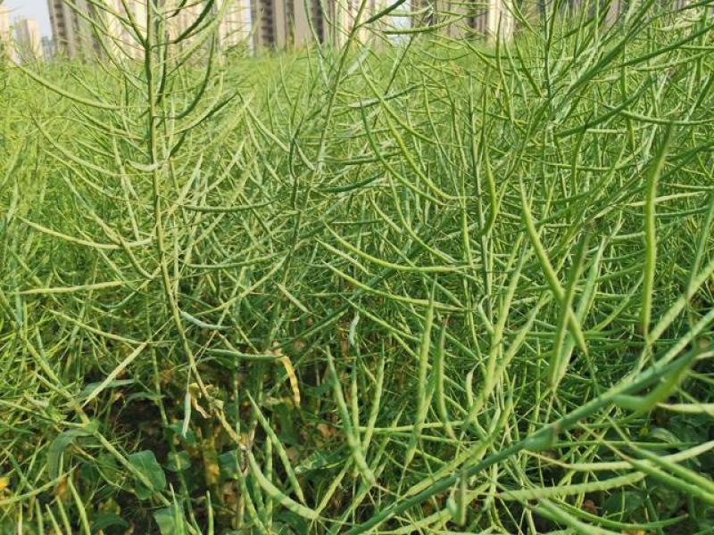 正油1号油菜种子矮杆高产德油芸苔子油菜花种子榨油食用