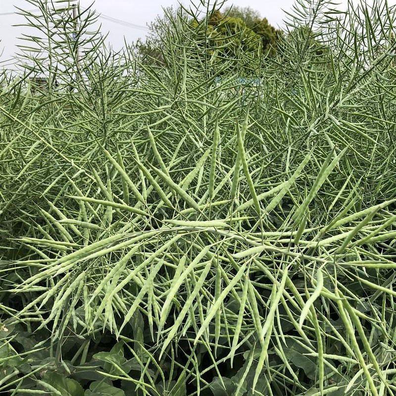 正油1号油菜种子矮杆高产德油芸苔子油菜花种子榨油食用