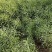 正油1号油菜种子矮杆高产德油芸苔子油菜花种子榨油食用