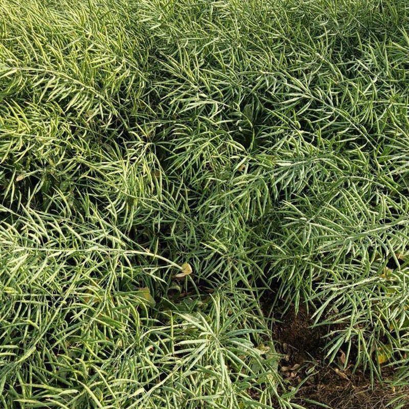 正油1号油菜种子矮杆高产德油芸苔子油菜花种子榨油食用