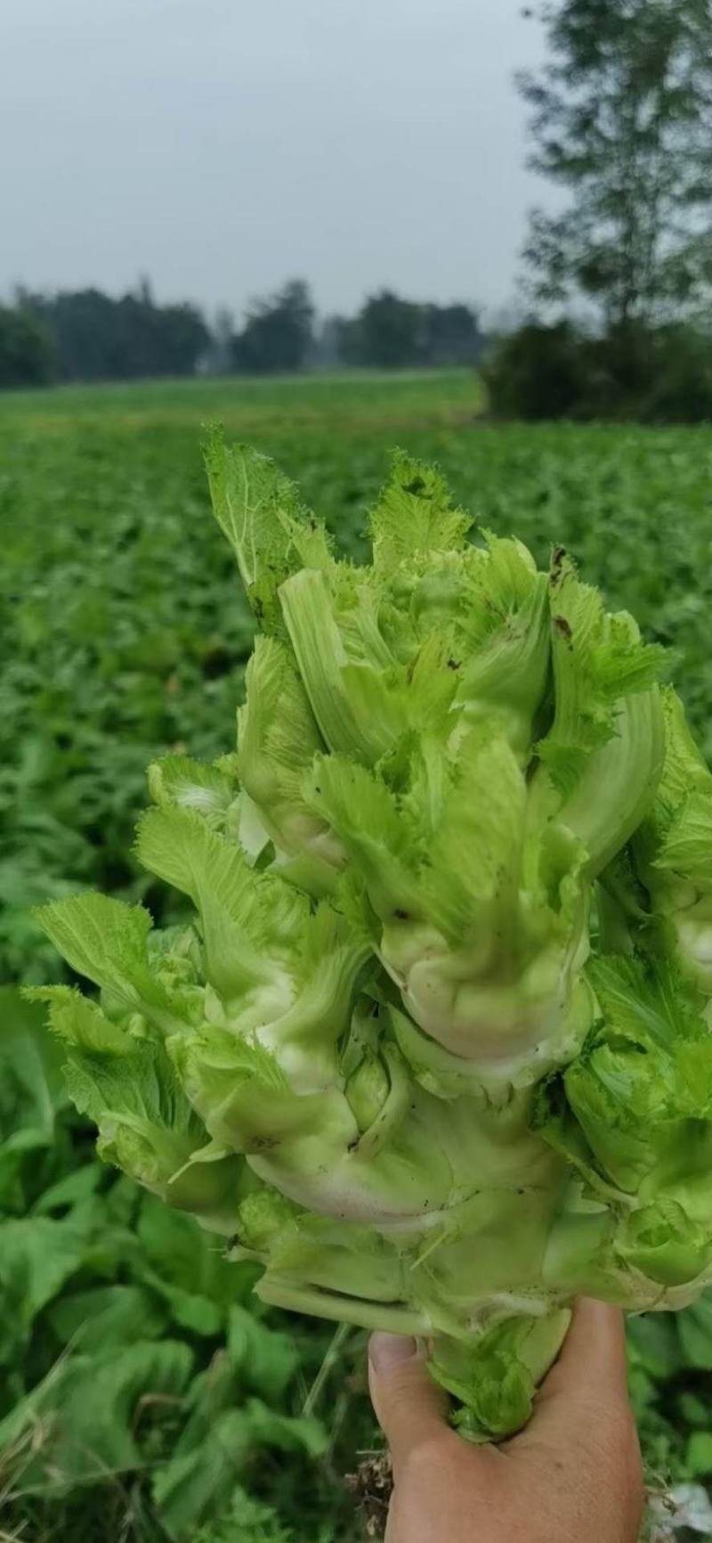 特早儿菜上市欢迎各位商超电商对接。