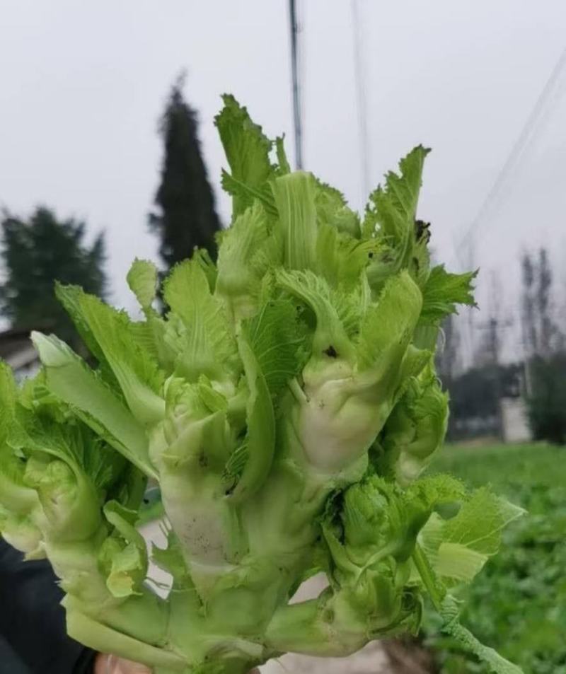 特早儿菜上市欢迎各位商超电商对接。
