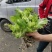 特早儿菜上市欢迎各位商超电商对接。