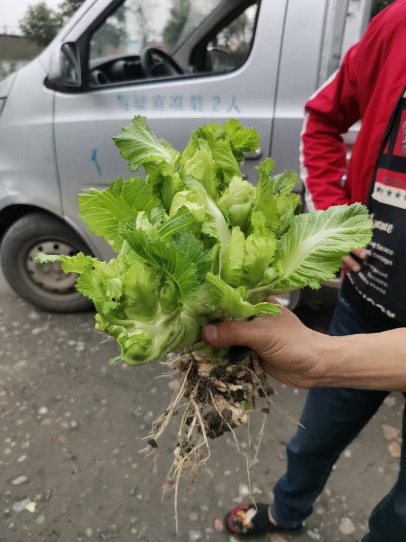 特早儿菜上市欢迎各位商超电商对接。
