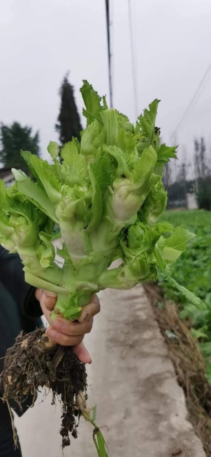 特早儿菜上市欢迎各位商超电商对接。