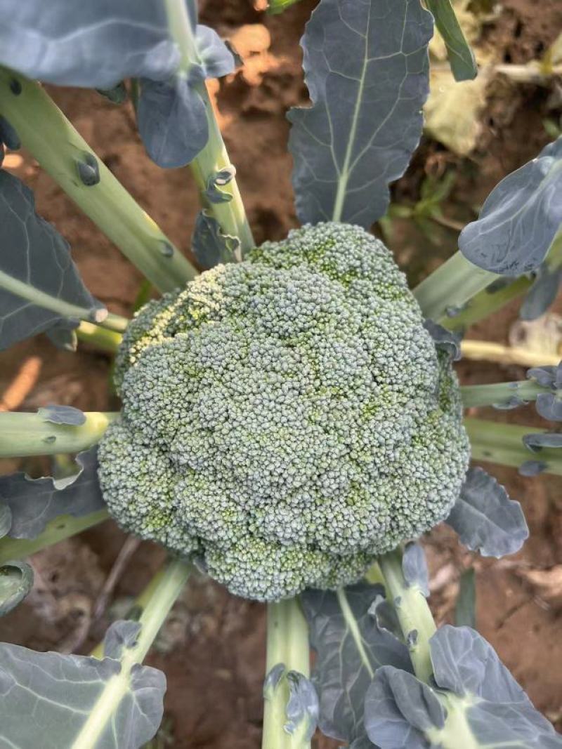 耐寒优秀西兰花。种植面积2万亩以上。，