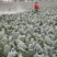 耐寒优秀西兰花。种植面积2万亩以上。，