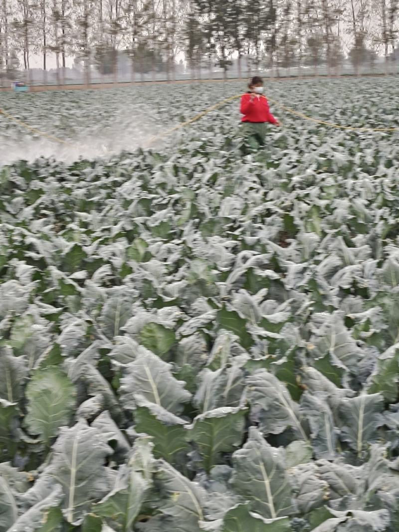 耐寒优秀西兰花。种植面积2万亩以上。，