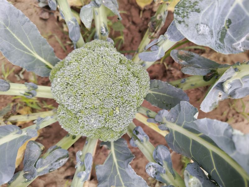 耐寒优秀西兰花。种植面积2万亩以上。，