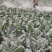 耐寒优秀西兰花。种植面积2万亩以上。，