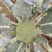 耐寒优秀西兰花。种植面积2万亩以上。，