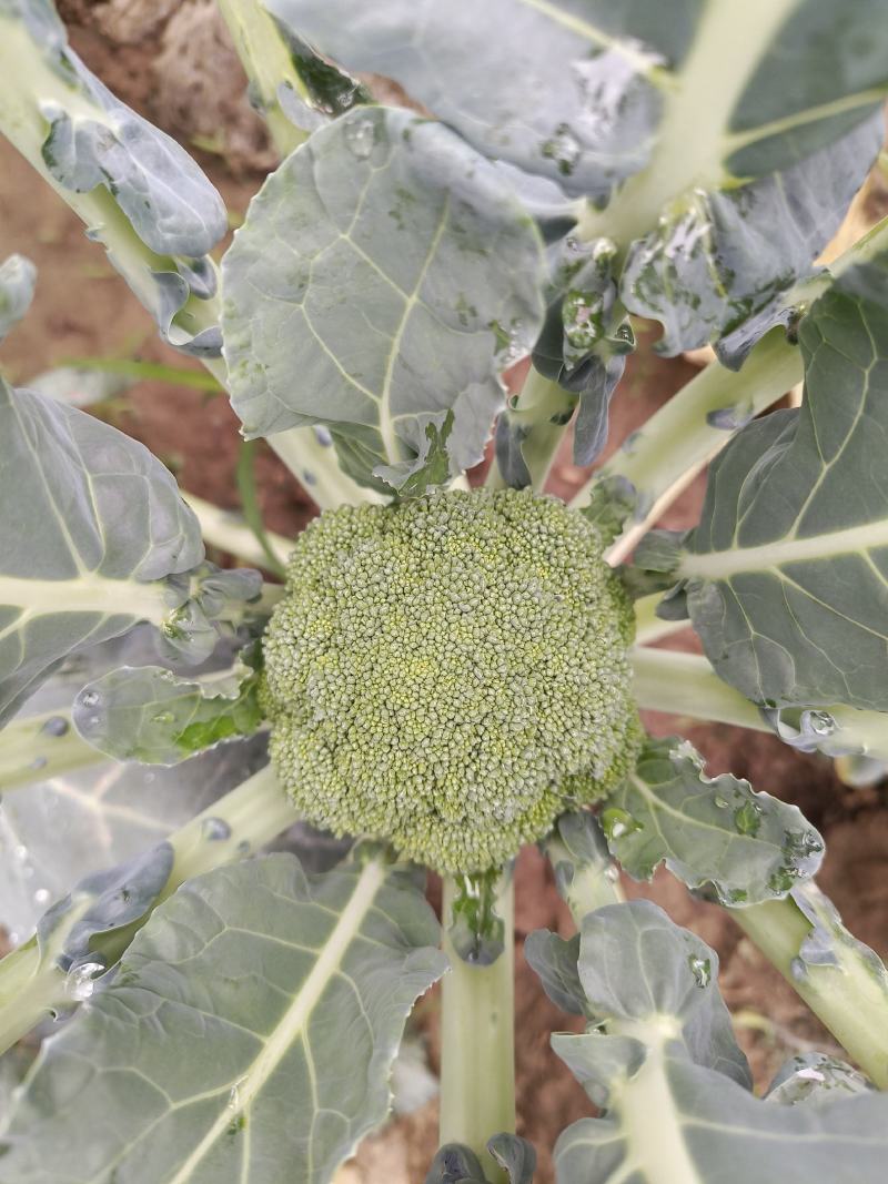 耐寒优秀西兰花。种植面积2万亩以上。，