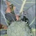 耐寒优秀西兰花。种植面积2万亩以上。，
