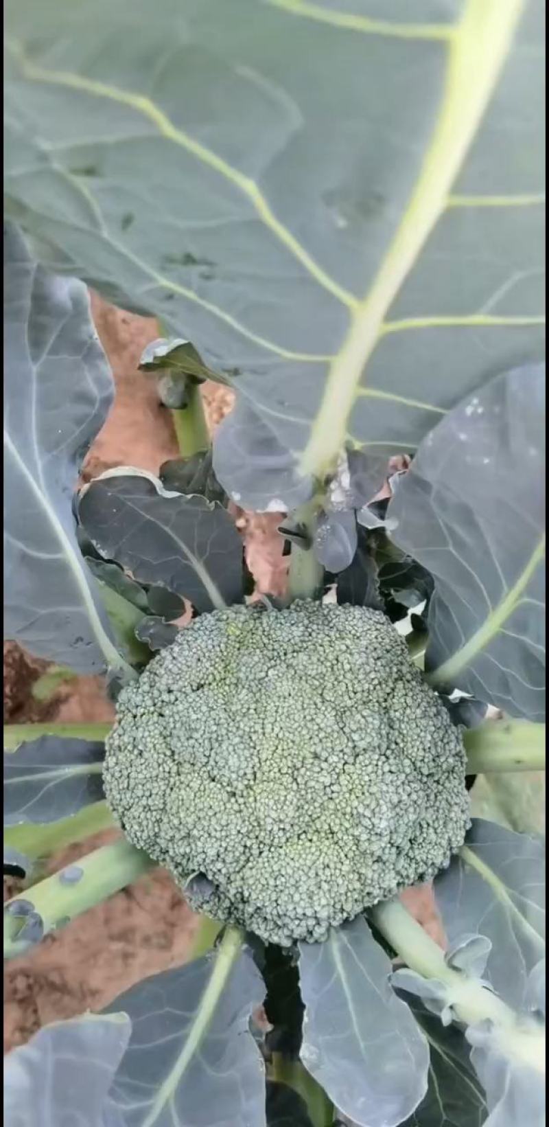 耐寒优秀西兰花。种植面积2万亩以上。，