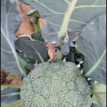 耐寒优秀西兰花。种植面积2万亩以上。，