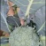 耐寒优秀西兰花。种植面积2万亩以上。，