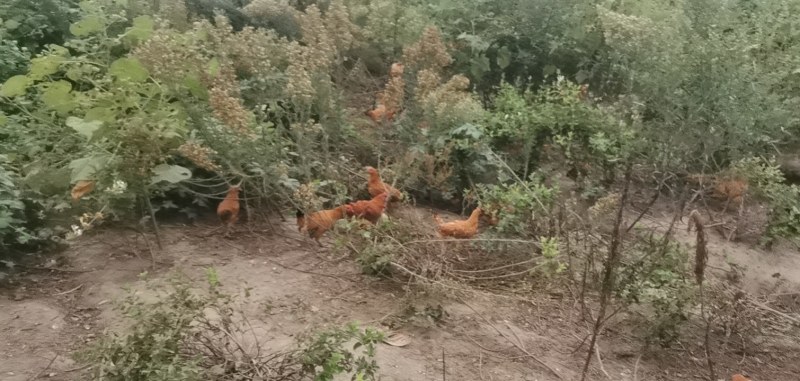 苏北正宗散养土鸡/走地鸡/欢迎大家前来咨询选购