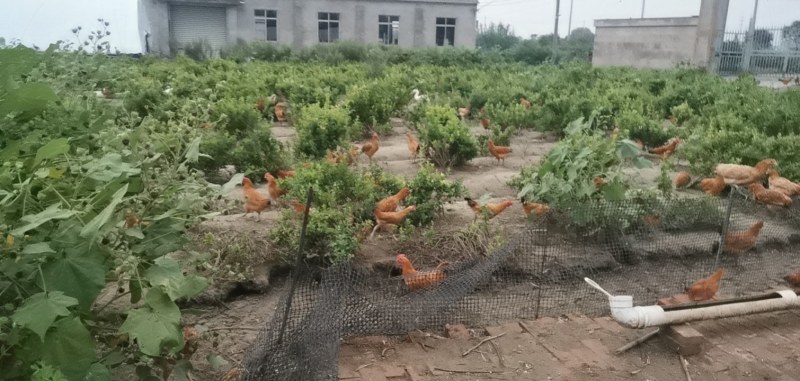 苏北正宗散养土鸡/走地鸡/欢迎大家前来咨询选购